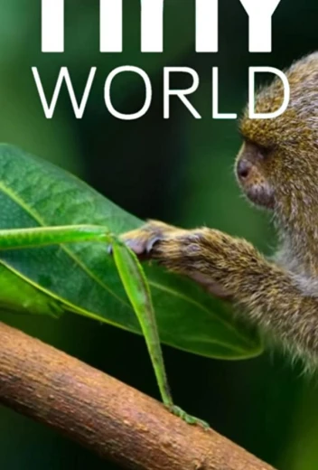 Крошечный мир КиноТак